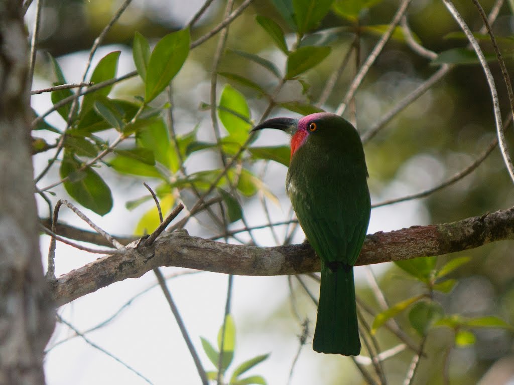 Red bearded bee eater by Cubadak Paradiso Vil…