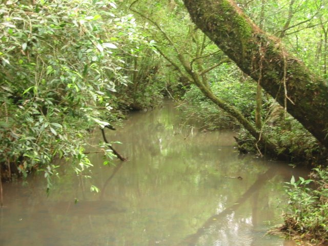 Parque Provincial Segismundo Welcz, arroyo Tateto. Corredor de Biodiversidad Urugua-í - Foerster by diegomv