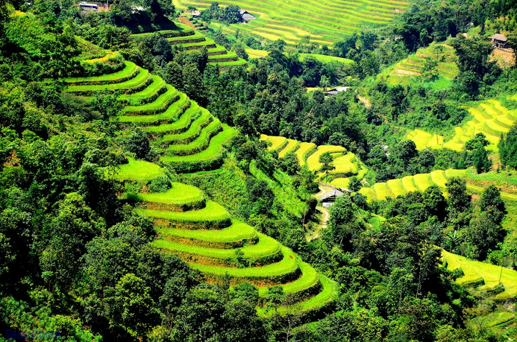 Chạm vào vạt nắng cao nguyên by Tuấn_Nikon