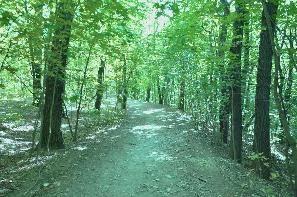 Bosque del Letohrádek Hvězda by Aloriel