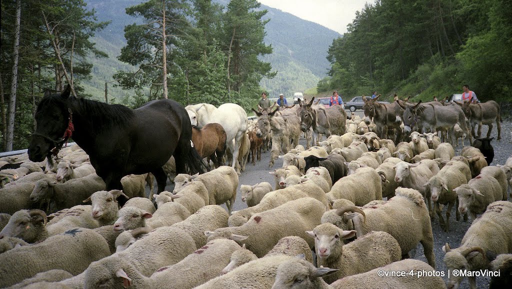 FRANCE, PROVENCE - Congestion by sheep on the route to Barème by Maro Vinci