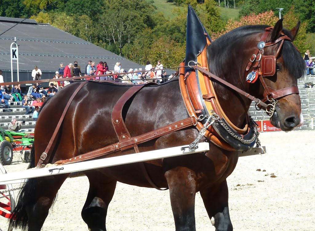 Marbach HengstParade T2012-09-26_1P 029 © http://www.fahidi.eu by Béla Fahidi