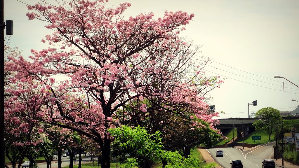 Ipês em frente a rodoviária da cidade de Araras SP by LPSLPS