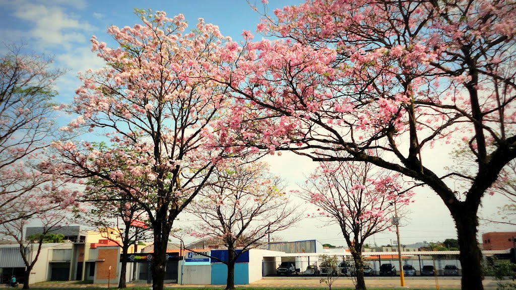 Ipês perto do Teatro Estadual em Araras SP by LPSLPS