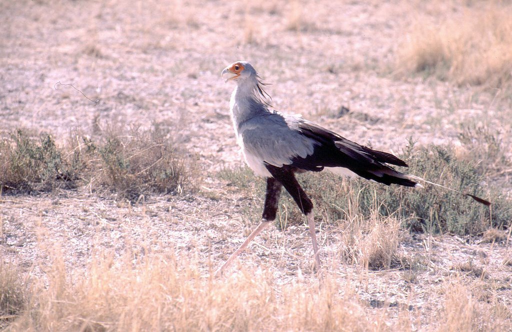 Etosha N.P., Secretary Bird near Namutoni by Christian Stowasser