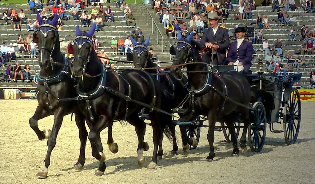 Marbach HengstParade T2012-09-26_1P 103 © http://www.fahidi.eu by Béla Fahidi