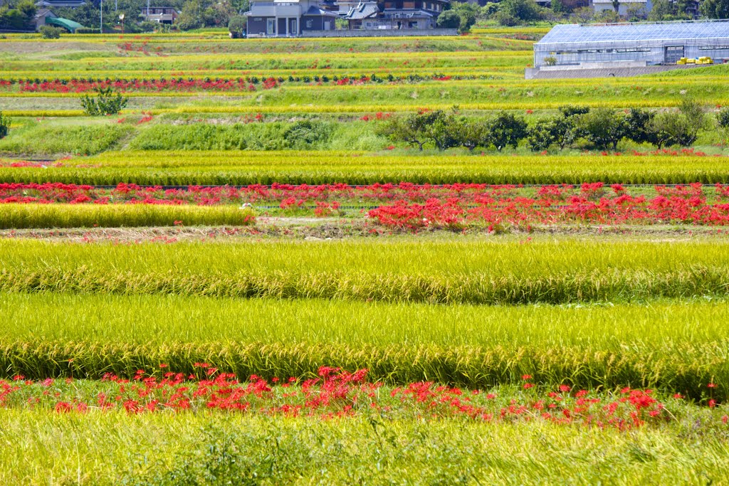 Odono, Gose, Nara Prefecture 639-2257, Japan by kankurou