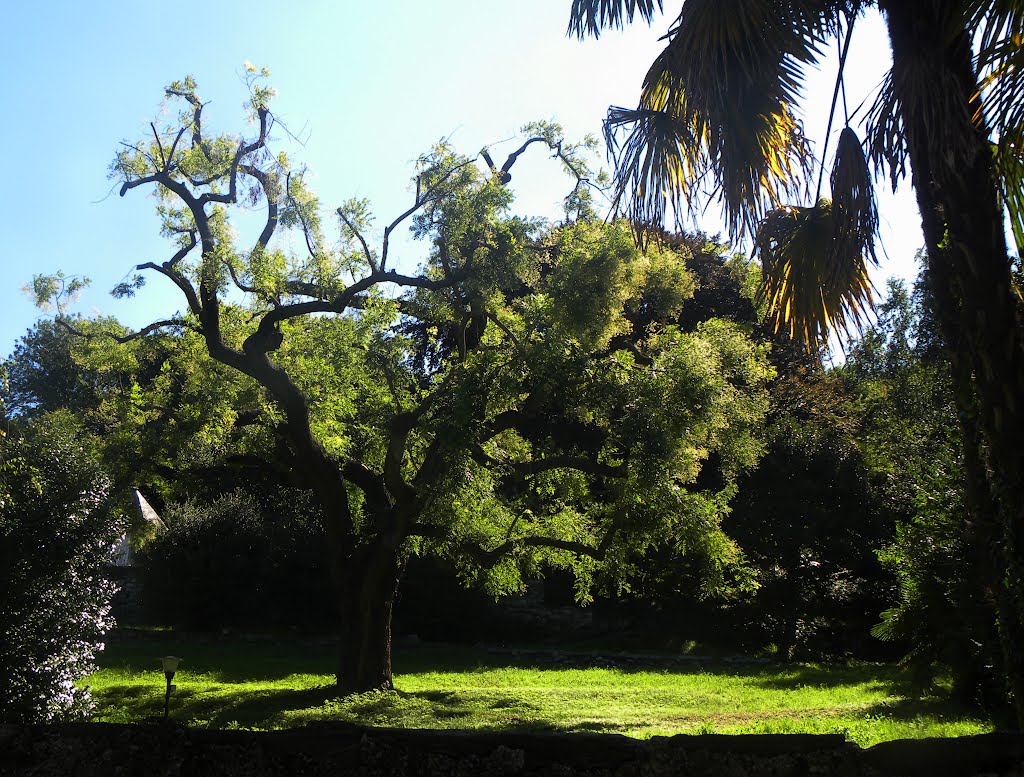 Grande Robinia d'Orta (Robinia pseudoacacia) by Marco Carnelli