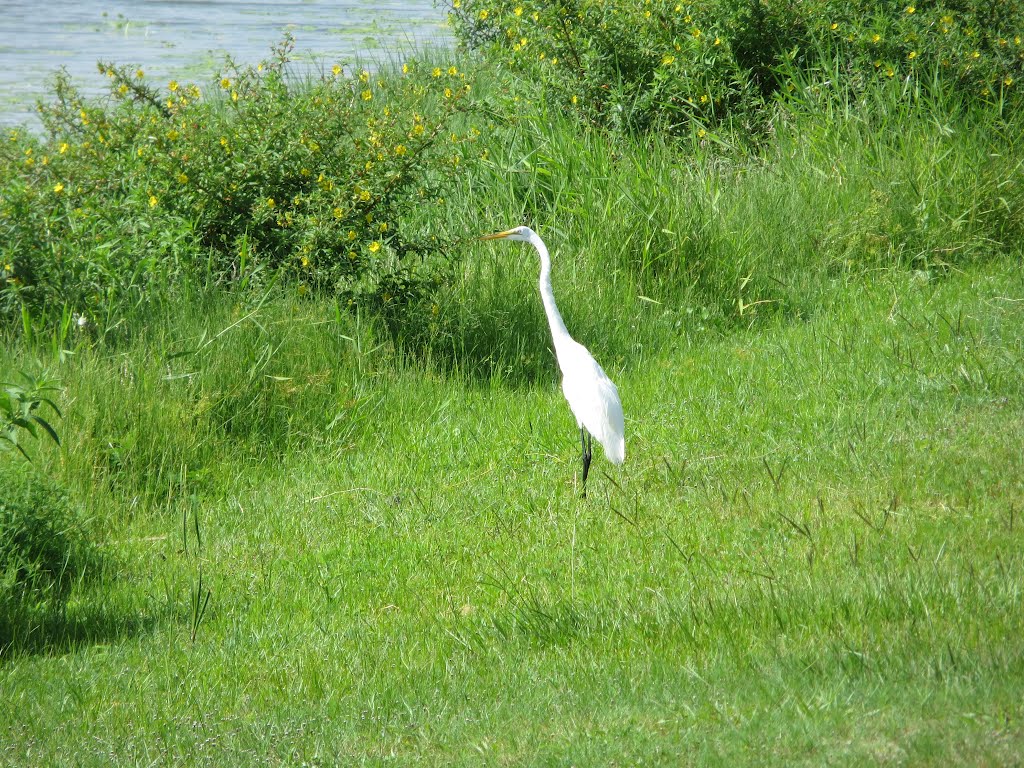 Egret (07/2012) by Urias E. Takatohi