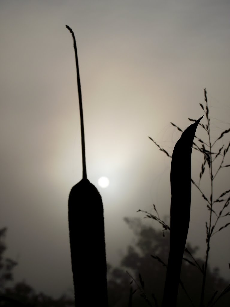 Bullrush in a misty dawn by Dickky