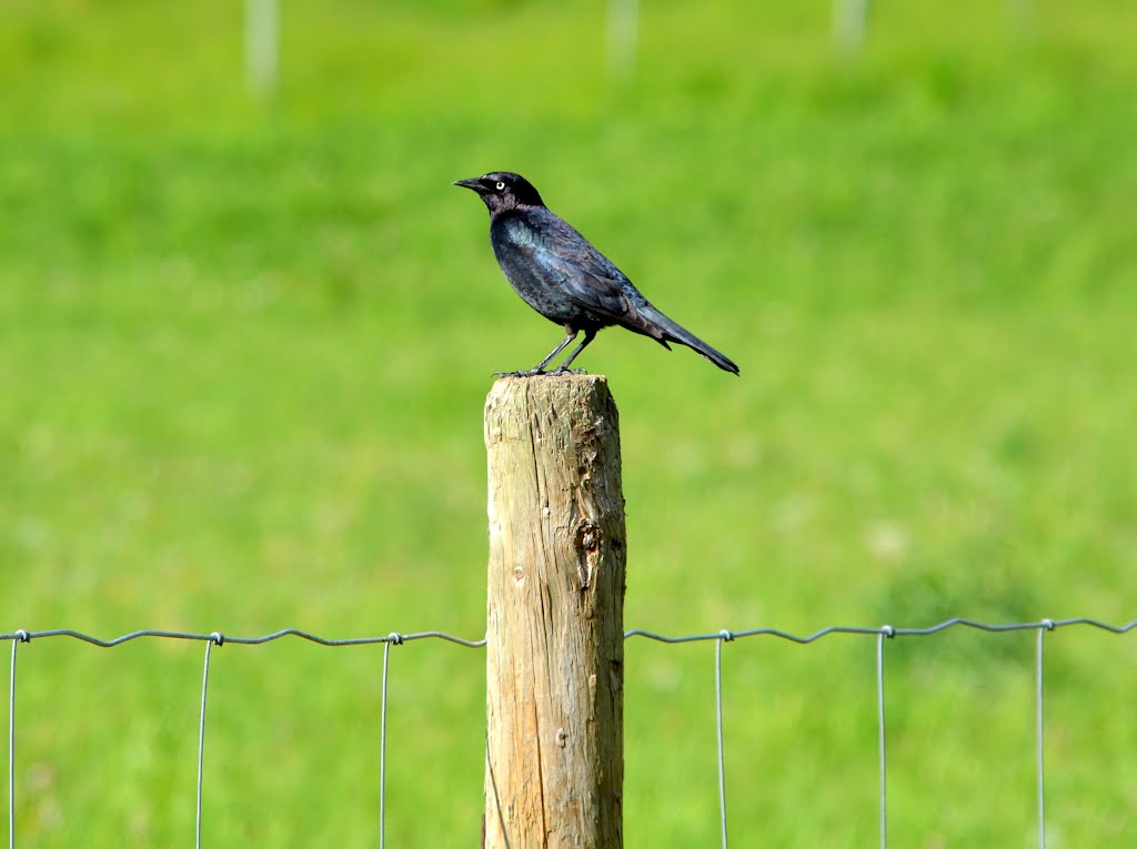 Vogel, Barrière, British Columbia, Kanada by Barbara Stiller