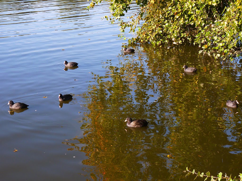 Poules d'eau sur le lac de Genval by Rudy Pické