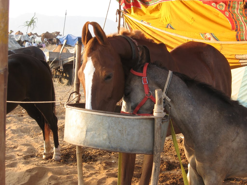 Mother & baby horses feeding at Pushkar Cattle Fair by Rajat Sogani