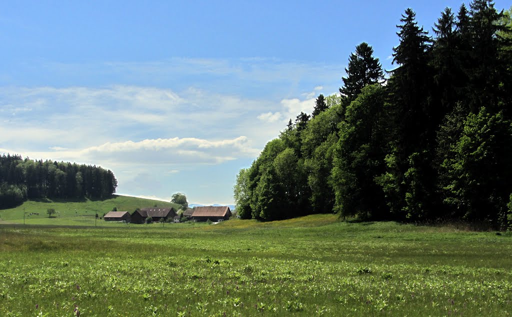 Dintorni del Türlersee by Claudio Pedrazzi