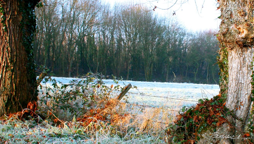 "hivernal"...COULAINES...SARTHE...FRANCE. by BORDEAU Alain.(NO VIEWS!)