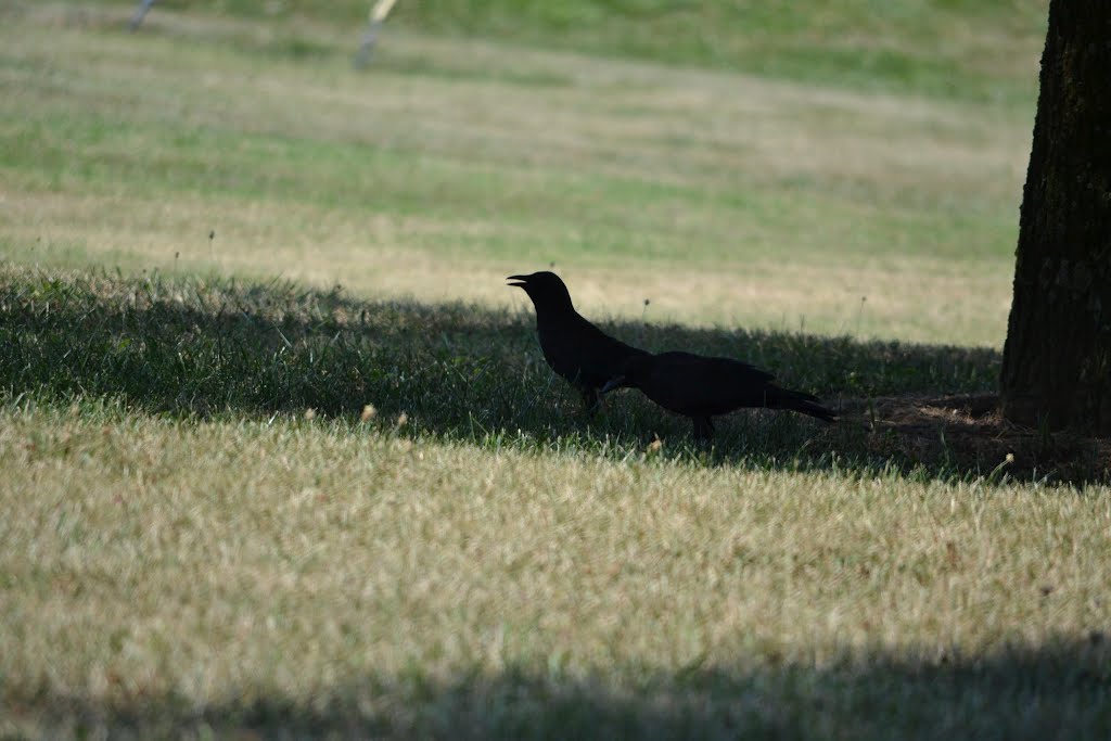 Crow 6-23-12 by Jacobson Park Birds