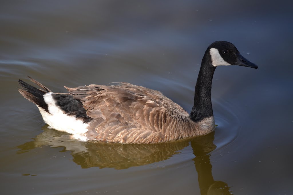 Canada Goose 6-30-12 by Jacobson Park Birds