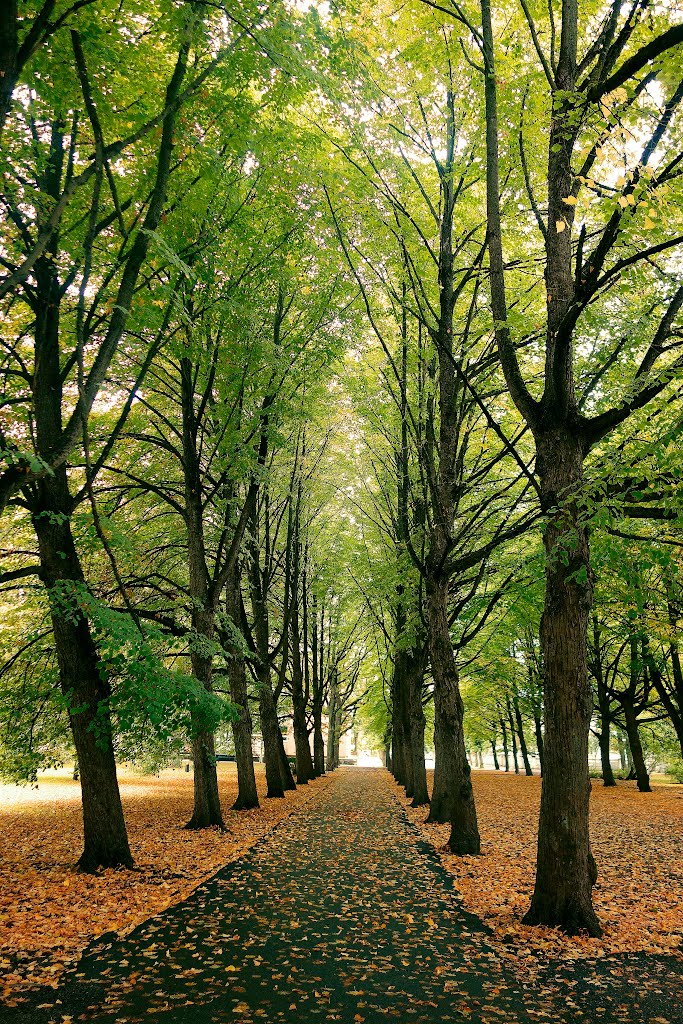 The Alley in Park. Parnu.Estonia. by lubaphoto