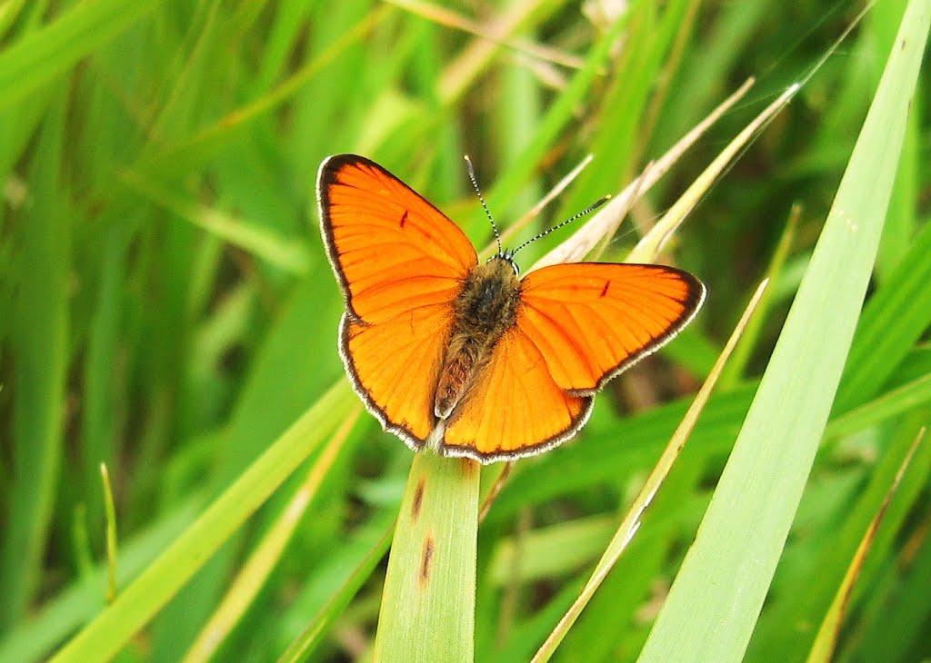 Czerwończyk nieparek, Lycaena dispar. by W Nemopl