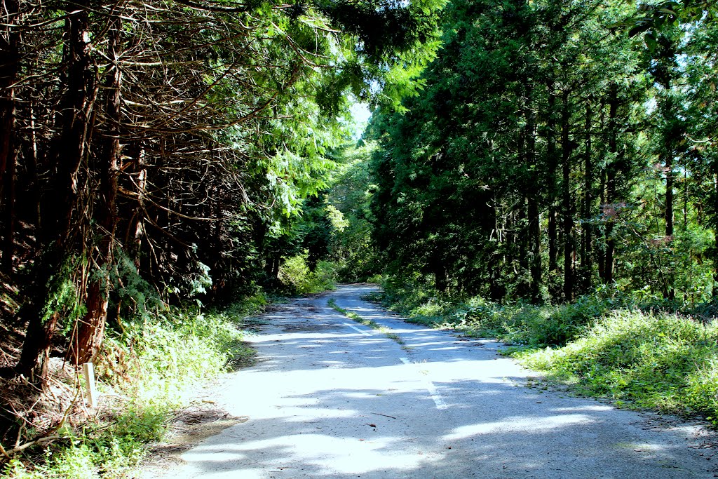 トンネルの道 by ohkamiotoko