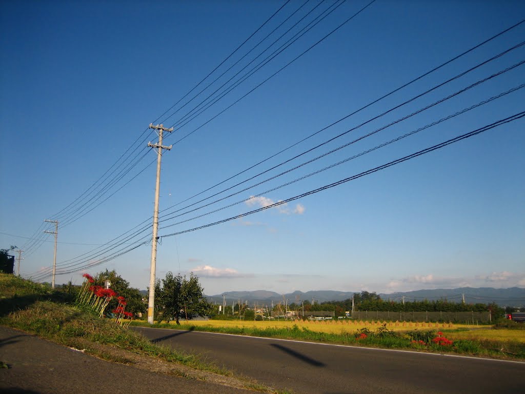 Lycoris radiata is looking at rice paddy by Add Page