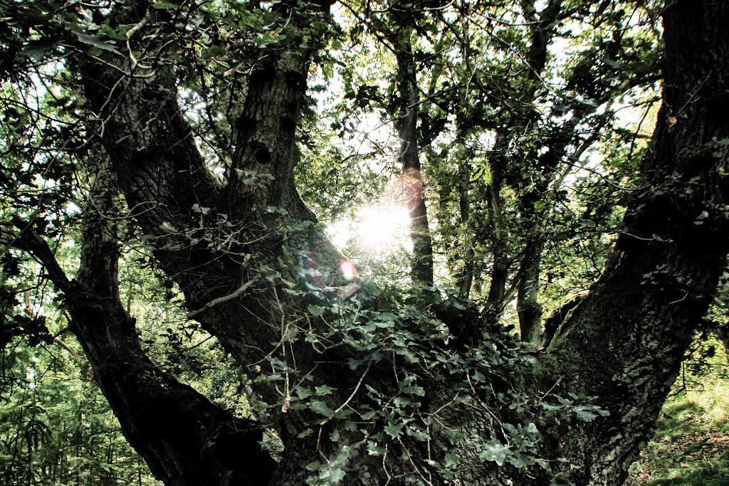 Sunlight burst through the trees by De Onzinnige Dichter