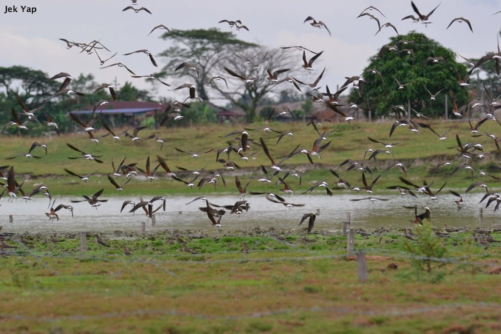 Oriental Pratincole at Malim Nawar by jekyap