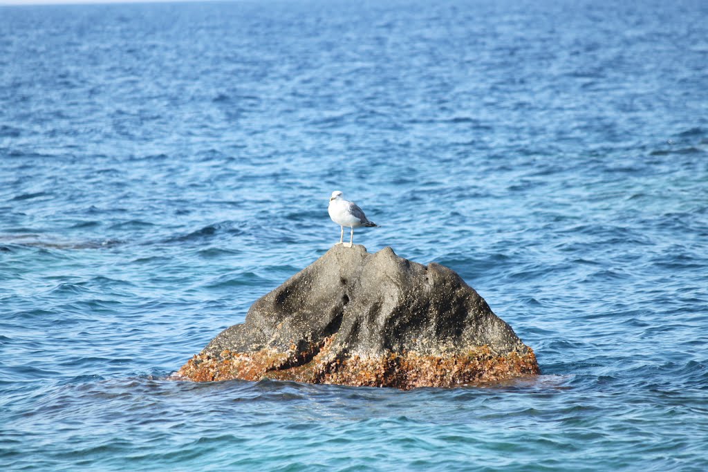 Rock & Seagull by claespo