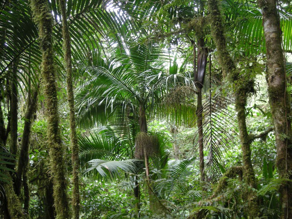 Cloud Forest -Savegre Costa Rica 2-27-2008 by eliot_garvin