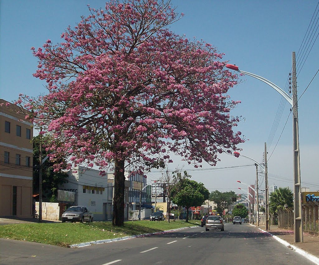 Av. Universitária, 1054-1128 - Parque dos Eucaliptos, Anápolis - GO, 75040-080 by Netimmm