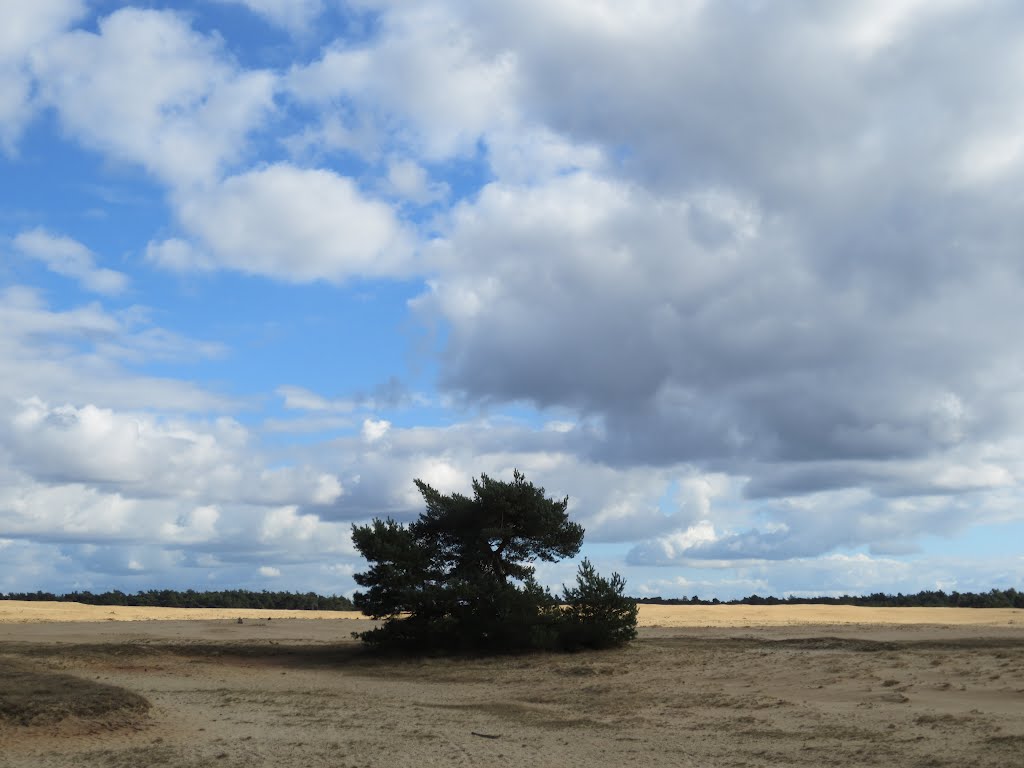 Sunday 7 oktober 2012 Park de Hoge Veluwe by Aad (A.F.) Huf