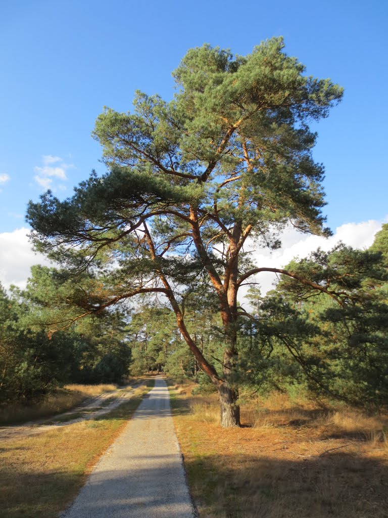 Sunday 7 oktober 2012 Park de Hoge Veluwe by Aad (A.F.) Huf