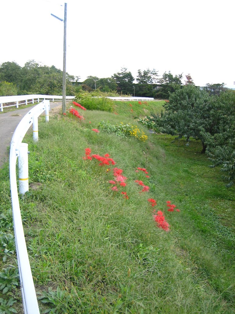 Lycoris radiata of Navigation by Add Page