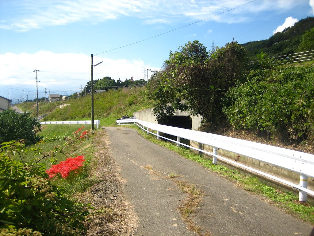 Lycoris radiata and Weir by Add Page