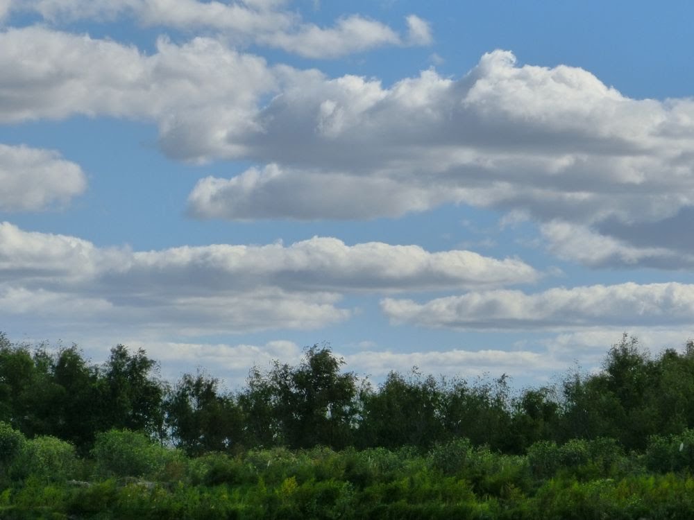 Cielo pictorico sobre la Reserva Ribera Norte (jfe) by Javier E