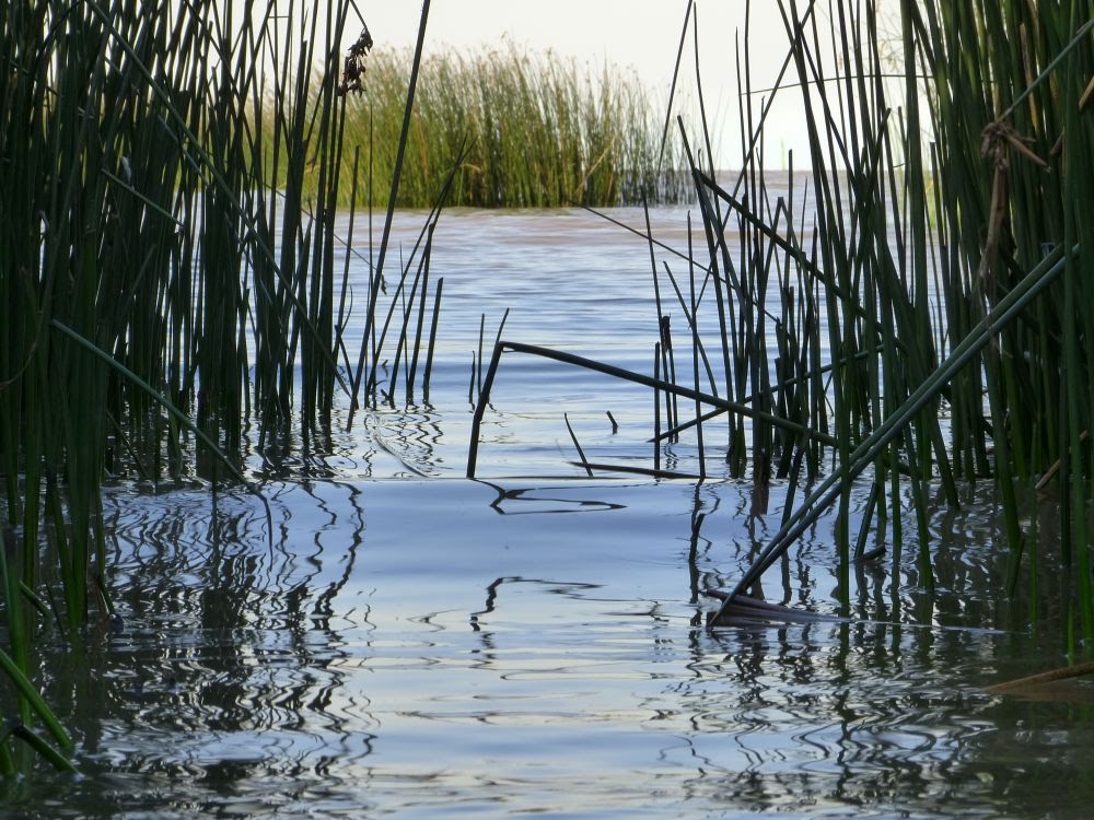 Juncales en las costas del Rio de la Plata (jfe) by Javier E