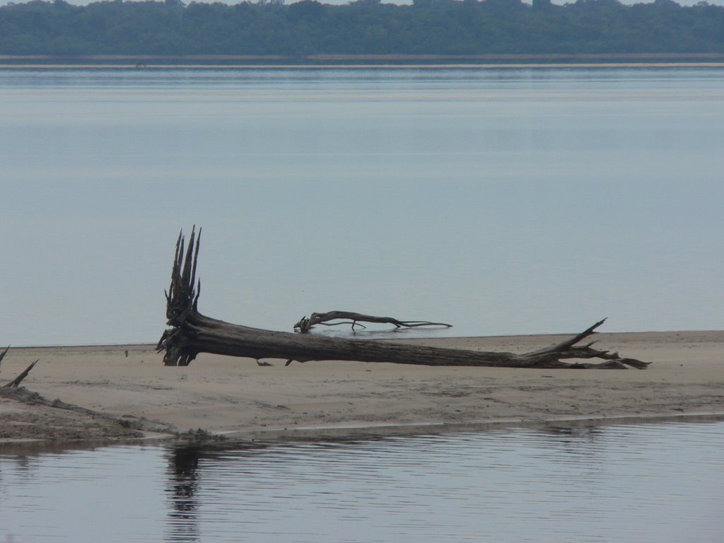 Stranded tree on the banks by the National parc do Jau by thor☼odin™