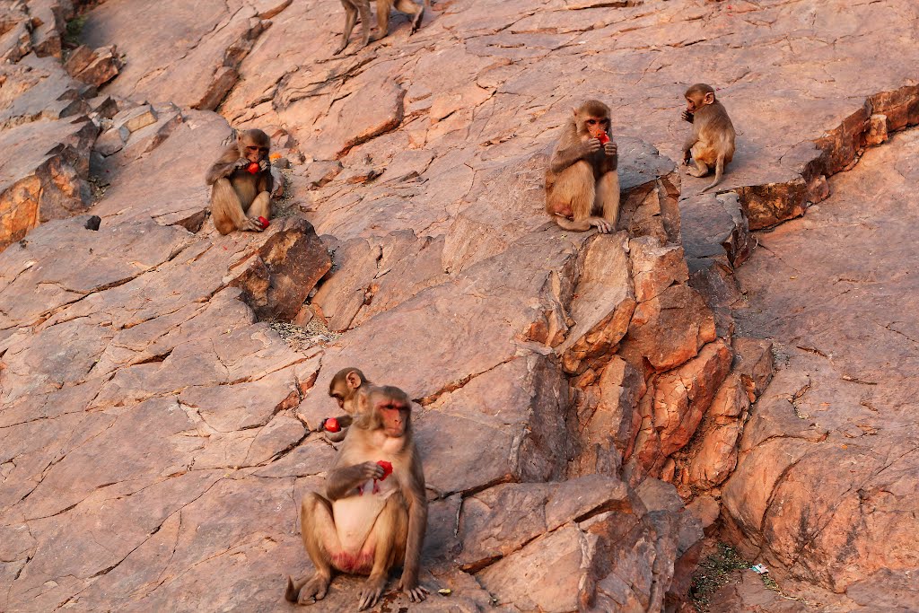 Monkeys on the road to Sun Temple, Jaipur by Genet