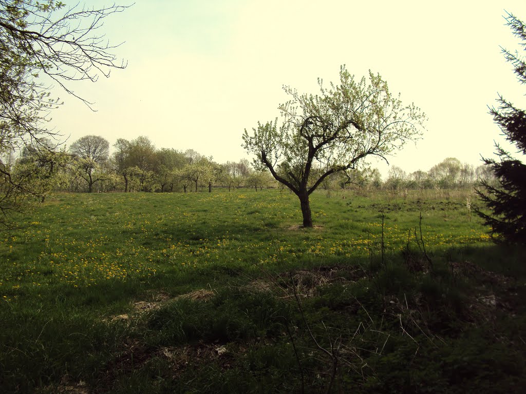 Rotselaarwandeling (april 2011) by Wandelen rond Leuven | Hiking around Leuven (