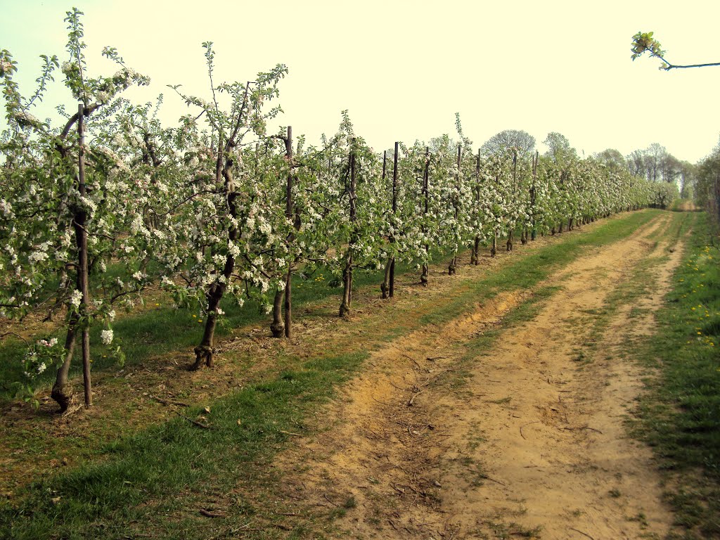 Rotselaarwandeling (april 2011) by Wandelen rond Leuven | Hiking around Leuven (