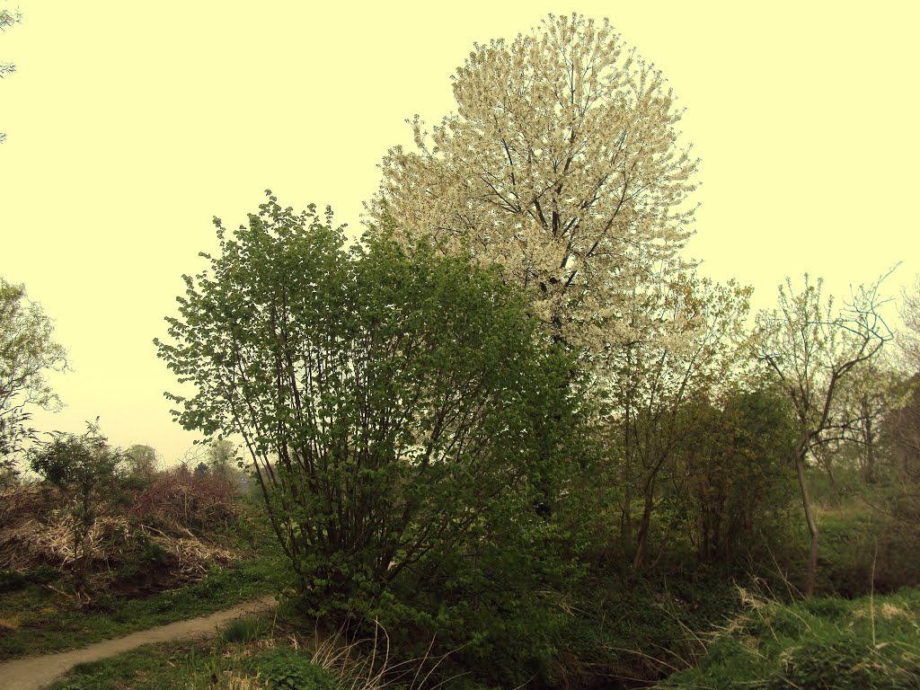 Rotselaarwandeling (april 2011) by Wandelen rond Leuven | Hiking around Leuven (