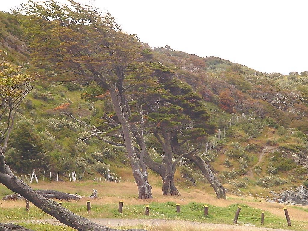 Ushuaia - Tierra del Fuego - Árboles bandera - ecm by eliseo c. martínez