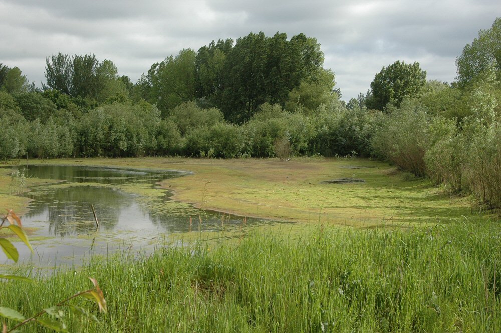 Pennington Flash Country Park. Teal scrape by David Humphreys