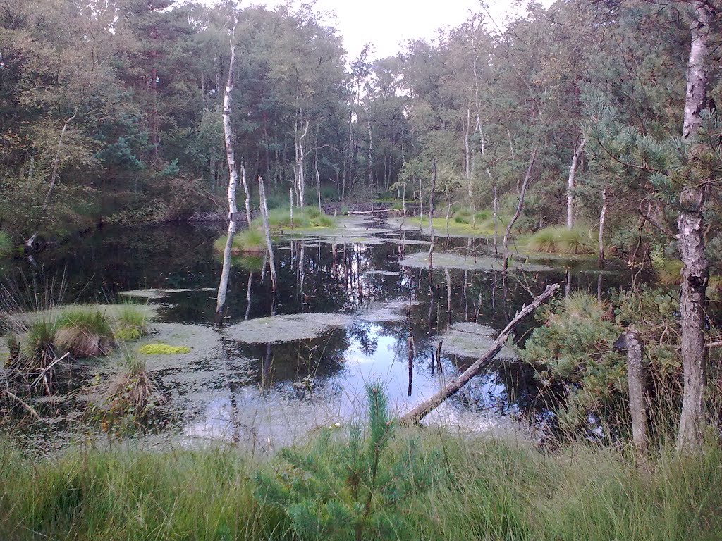 Lüneburger Heide, Schneverdingen, Piezmoor by Natur Provence