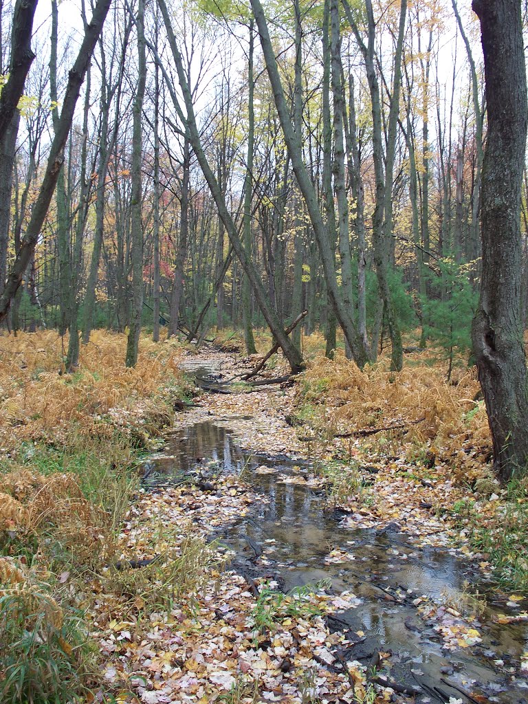 Apple Creek in Warrens, WI off County Highway O. by DaphniaB