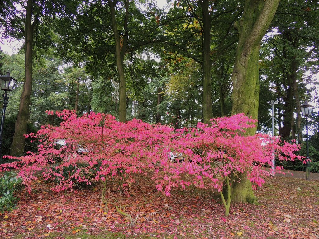 KARDINAALSMUTS (Euonymus alatus 'Compactus') - Landgoed Scherpenzeel. by Ria Wentink