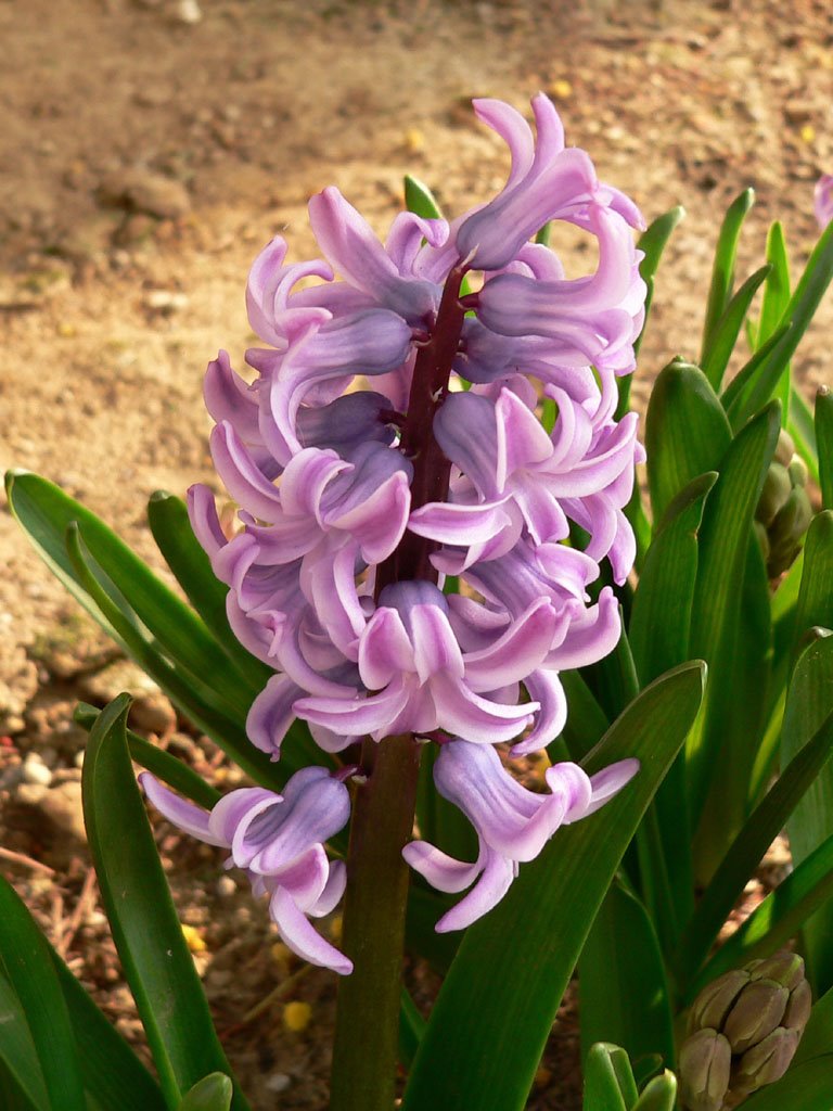 France, Vinassan les premières jacinthes dans le jardin en février by Roger Narbonne