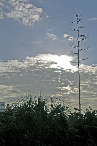 Century Plant with Doves by Tony.Smull