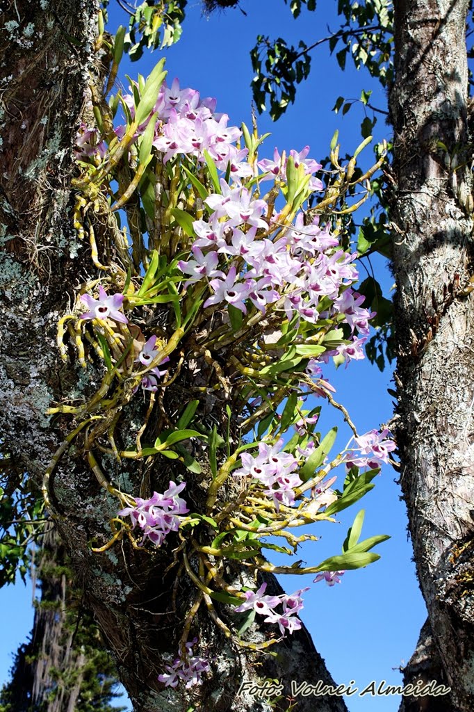 Orquídea (São Lourenço - MG) by Volnei Almeida