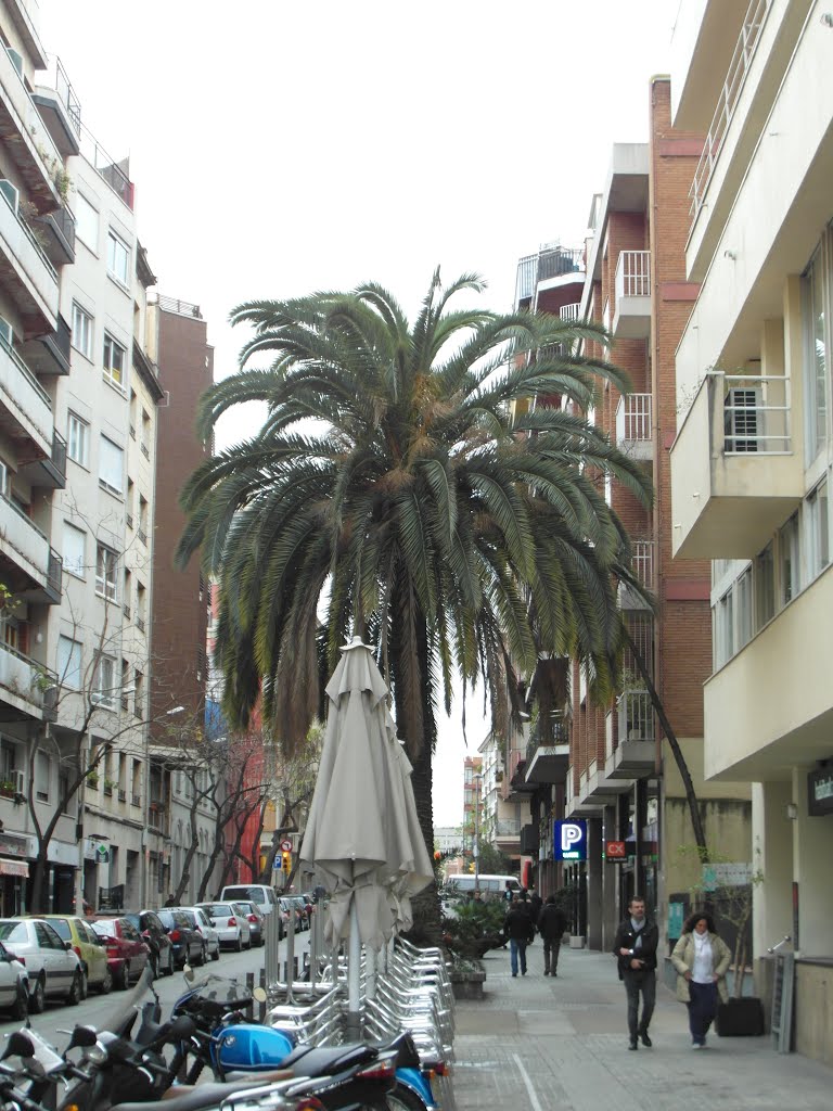 Lonesome palm tree in the street - by IngolfBLN